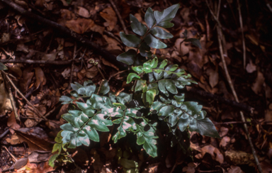 APII jpeg image of Asplenium  © contact APII