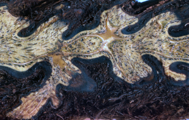 APII jpeg image of Culcita straminea  © contact APII