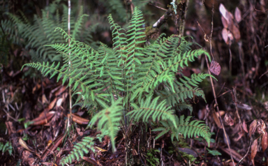 APII jpeg image of Coryphopteris klossii  © contact APII
