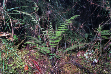 APII jpeg image of Coryphopteris klossii  © contact APII