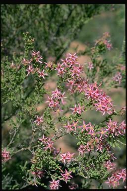 APII jpeg image of Calytrix exstipulata  © contact APII