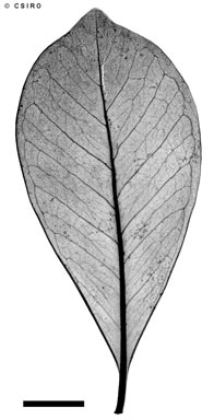 APII jpeg image of Psidium cattleyanum  © contact APII