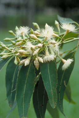 APII jpeg image of Eucalyptus pellita  © contact APII