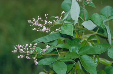 APII jpeg image of Vitex trifolia var. trifolia  © contact APII