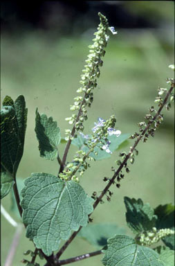 APII jpeg image of Plectranthus parviflorus  © contact APII