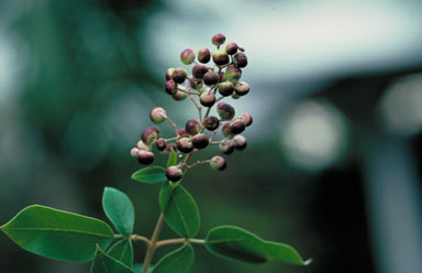 APII jpeg image of Vitex trifolia var. trifolia  © contact APII