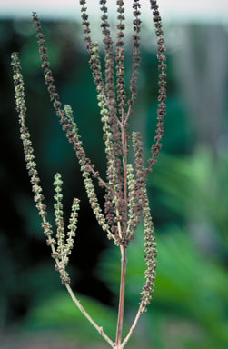 APII jpeg image of Plectranthus congestus  © contact APII