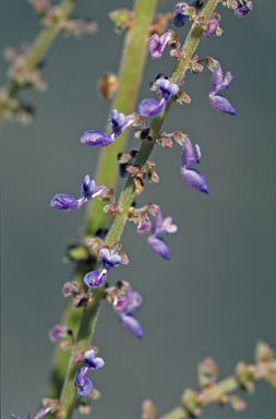 APII jpeg image of Plectranthus congestus  © contact APII