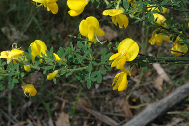 APII jpeg image of Cytisus scoparius  © contact APII