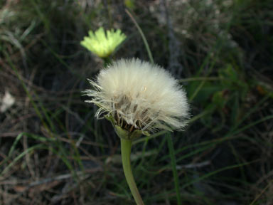 APII jpeg image of Urospermum dalechampii  © contact APII