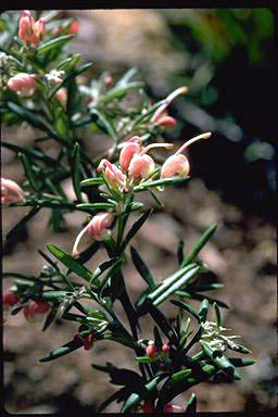 APII jpeg image of Grevillea 'Poorinda Tranquility'  © contact APII