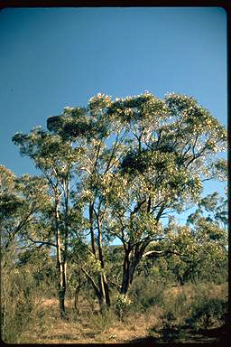 APII jpeg image of Eucalyptus bridgesiana  © contact APII