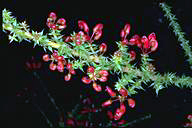 Grevillea asteriscosa - click for larger image