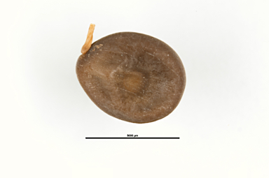 APII jpeg image of Acacia sp. Gimbat (J.Russell-Smith 5223)  © contact APII