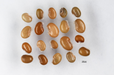 APII jpeg image of Gompholobium huegelii  © contact APII