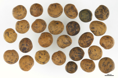 APII jpeg image of Lotus australis  © contact APII