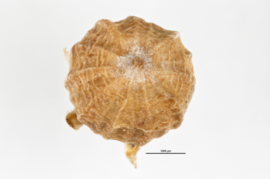 APII jpeg image of Brachyloma daphnoides  © contact APII