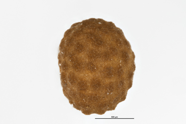 APII jpeg image of Scutellaria humilis  © contact APII