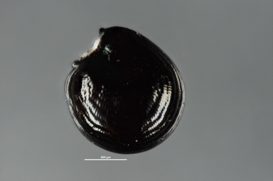 APII jpeg image of Ranunculus acrophilus  © contact APII