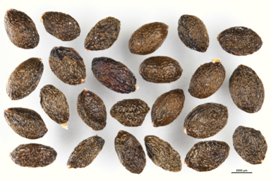 APII jpeg image of Maytenus silvestris  © contact APII