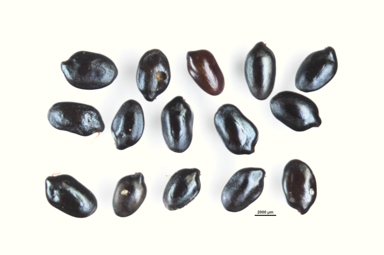 APII jpeg image of Senna costata  © contact APII