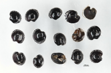 APII jpeg image of Dodonaea triquetra  © contact APII