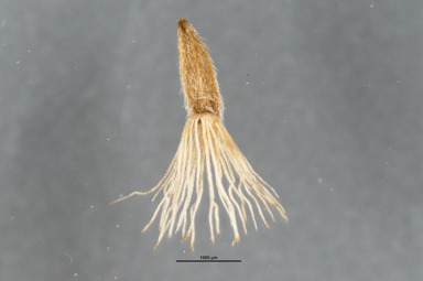 APII jpeg image of Olearia fragrantissima  © contact APII