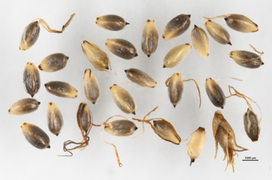 APII jpeg image of Gahnia filum  © contact APII