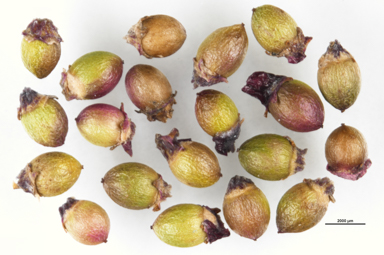 APII jpeg image of Exocarpos nanus  © contact APII