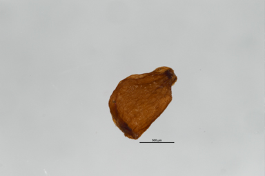 APII jpeg image of Stylidium montanum  © contact APII