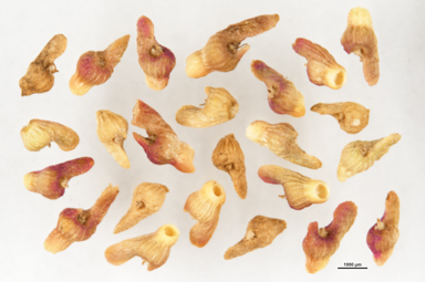 APII jpeg image of Osteocarpum acropterum var. deminutum  © contact APII