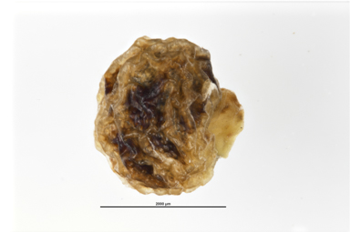 APII jpeg image of Stellaria pungens  © contact APII