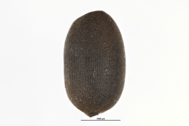 APII jpeg image of Geranium neglectum  © contact APII