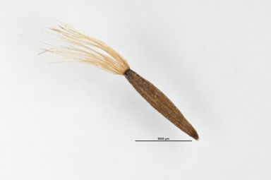 APII jpeg image of Celmisia pugioniformis  © contact APII