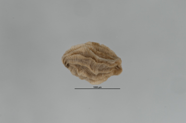 APII jpeg image of Euphrasia alsa  © contact APII