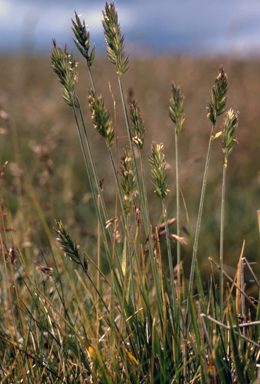 APII jpeg image of Agropyron velutinum  © contact APII