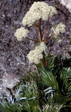 APII jpeg image of Aciphylla glacialis  © contact APII