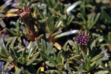 APII jpeg image of Abrotanella nivigena  © contact APII