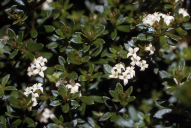 APII jpeg image of Asperula gunnii  © contact APII