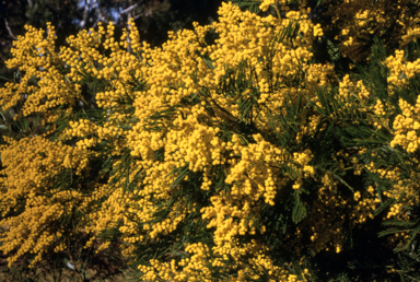 APII jpeg image of Acacia baileyana  © contact APII