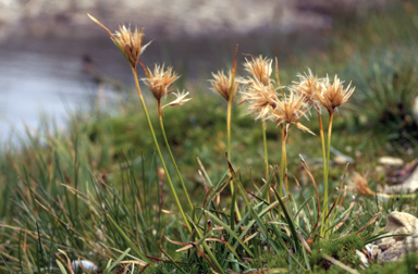 APII jpeg image of Carpha nivicola  © contact APII