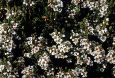 APII jpeg image of Baeckea gunniana  © contact APII