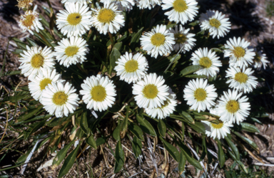 APII jpeg image of Brachyscome scapigera  © contact APII