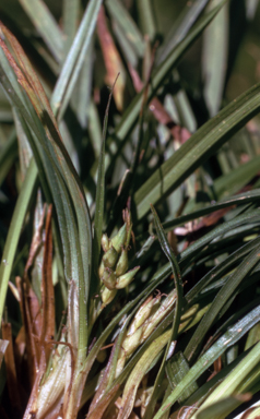 APII jpeg image of Carex jackiana  © contact APII