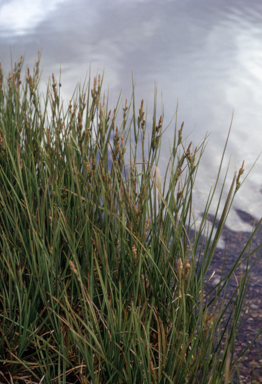 APII jpeg image of Carex gaudichaudiana  © contact APII