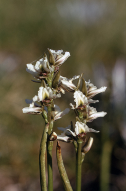 APII jpeg image of Prasophyllum suttonii  © contact APII