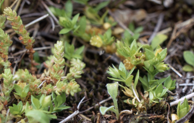 APII jpeg image of Crassula sieberiana  © contact APII