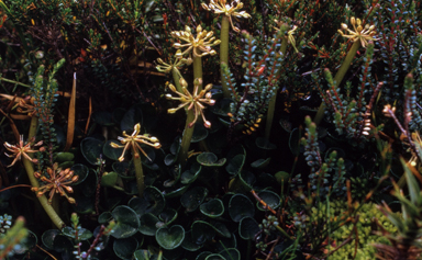 APII jpeg image of Diplaspis nivis  © contact APII