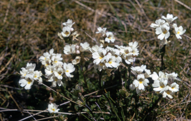 APII jpeg image of Euphrasia glacialis  © contact APII