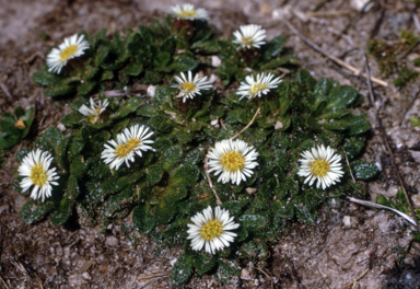 APII jpeg image of Erigeron setosus  © contact APII